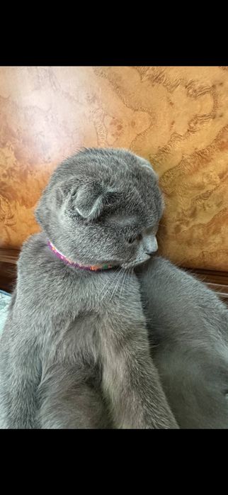 Scottish fold mushugi sotiladi