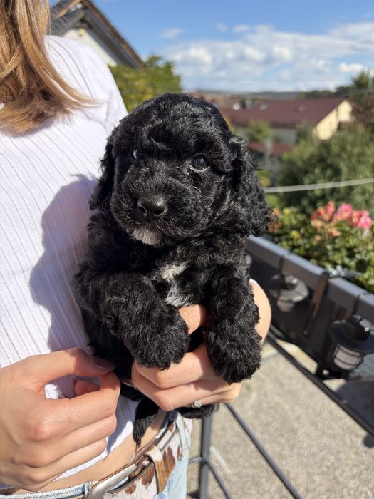 Caniche/poodle mini negru