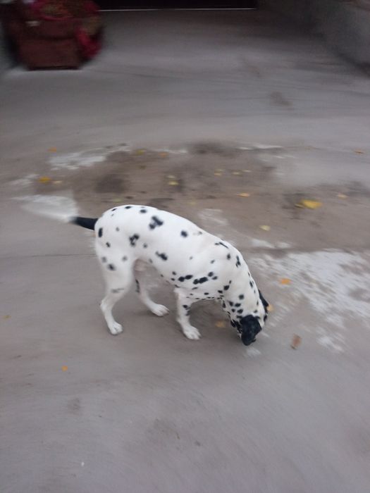 Далматинец сотилади