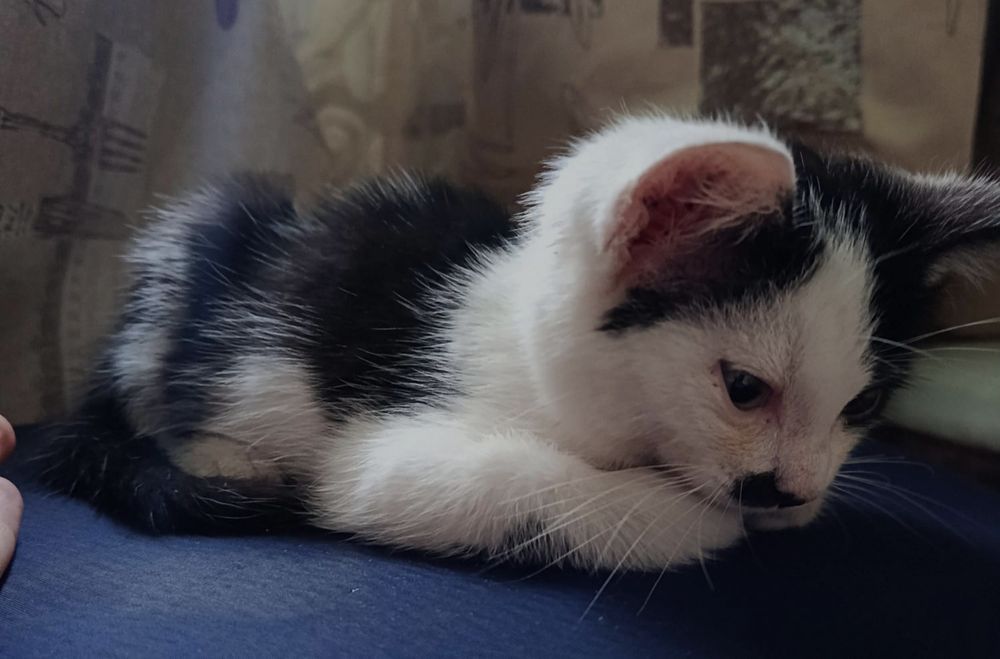 Отдам котенка девочка,3 месяца