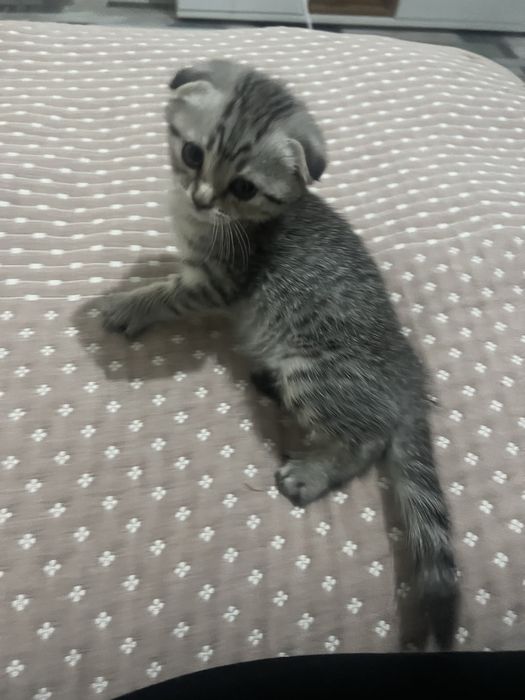 Висхоухий котенок