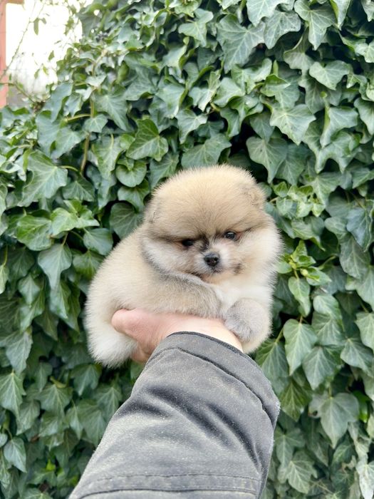 Померан мини момиче. Померанче