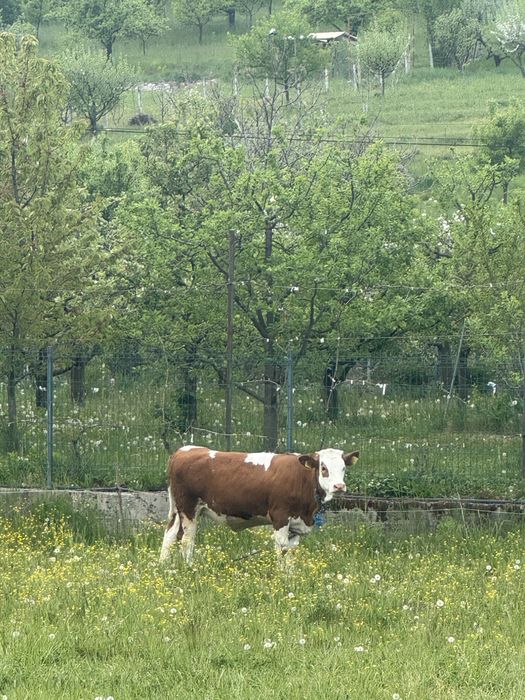 Vand 3 vițele !
