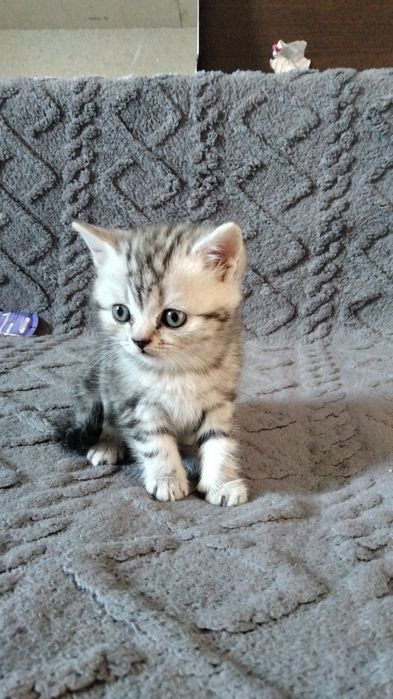 Продаются котята британцый
