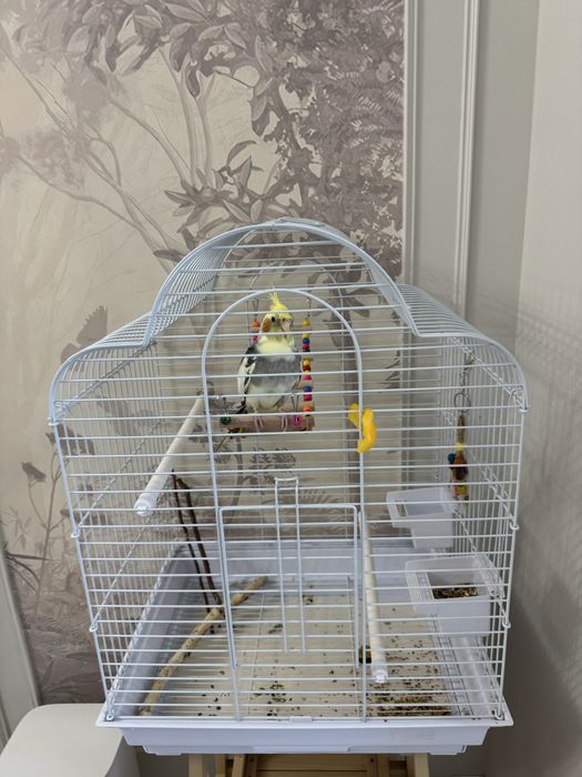 Продам попугая Карела