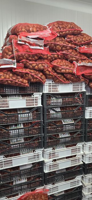 De vanzare castane comestibile mai am 300 kg pret 30 lei kg