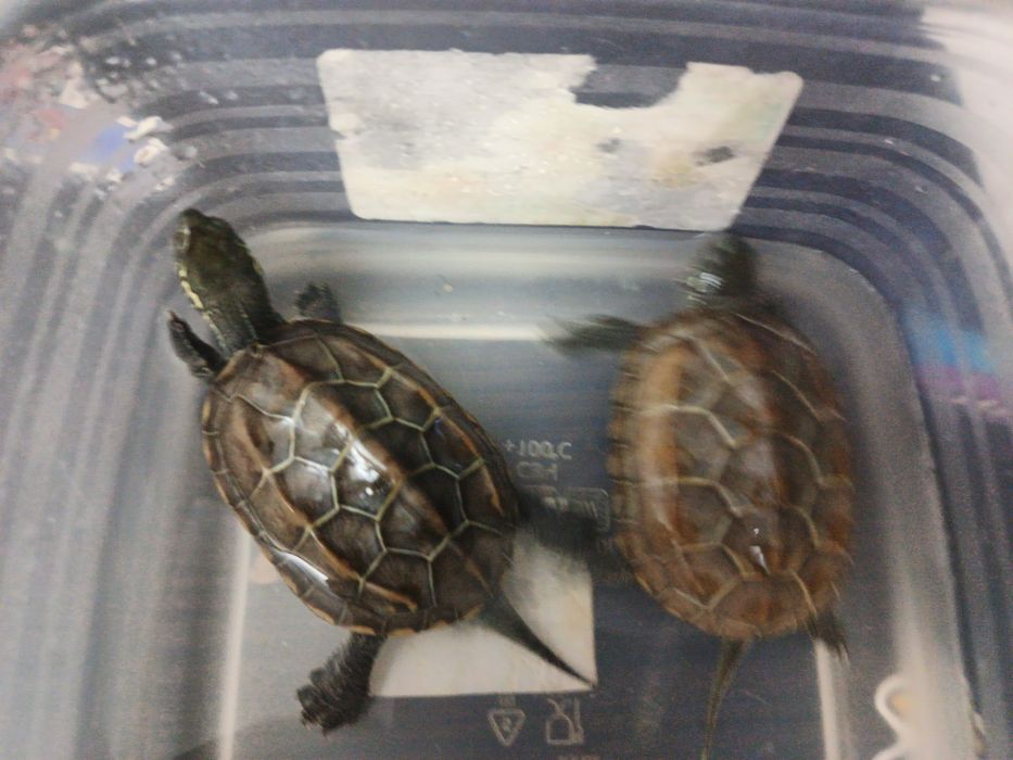 Продам водных черепах.