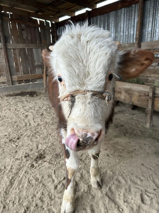 Ақбас порода бычок