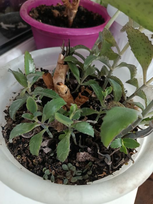 Продам коланхое отростки