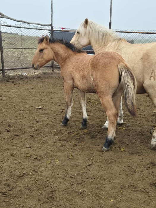 Мугалжар жабагылар