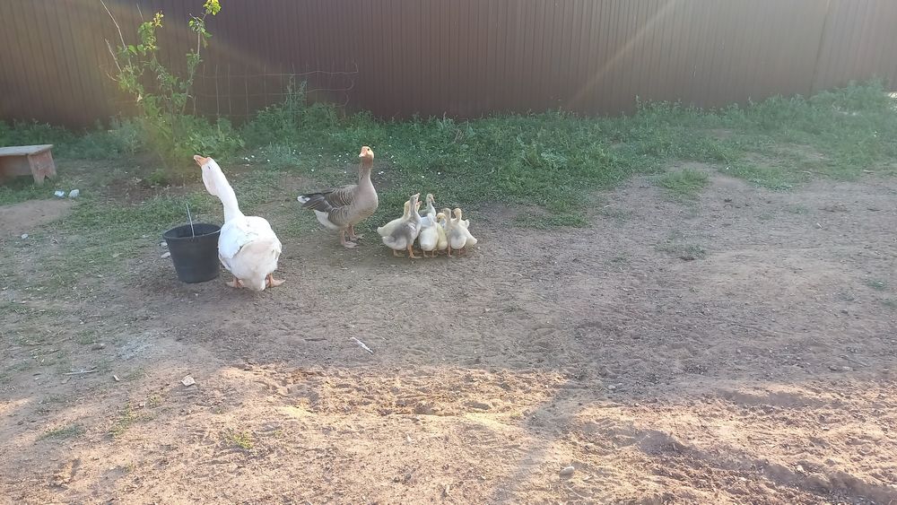 Продам гусынь домашних 2-3 годовалых