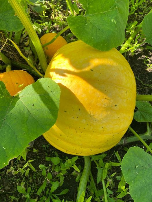 Продается отличная дача