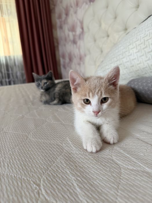 Котята в добрые м любящие руки