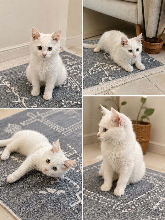 Кошка домашняя бесплатноооо