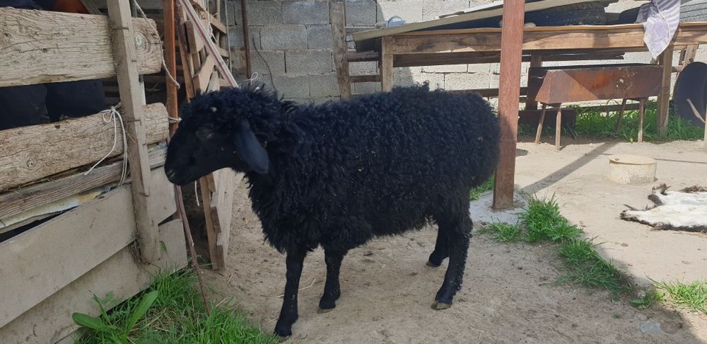 Қозылар сатылады