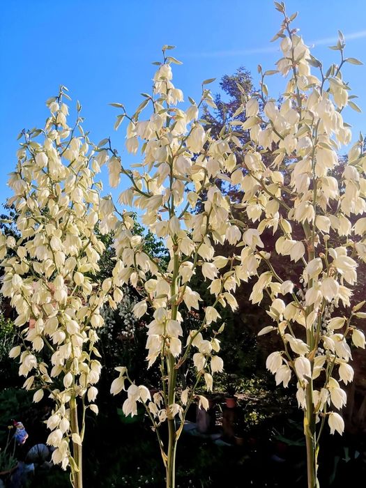 Plante perene - rezistente la îngheț