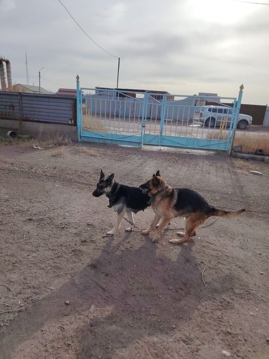 Щенки восточно европейской овчарки