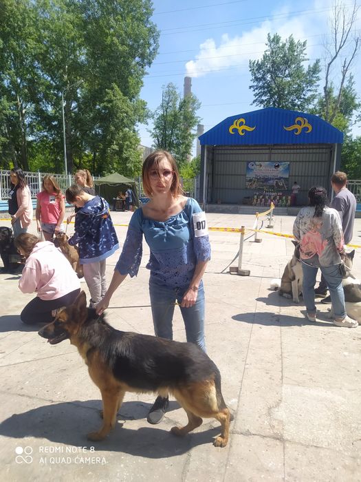 Щенки немецкой овчарки.