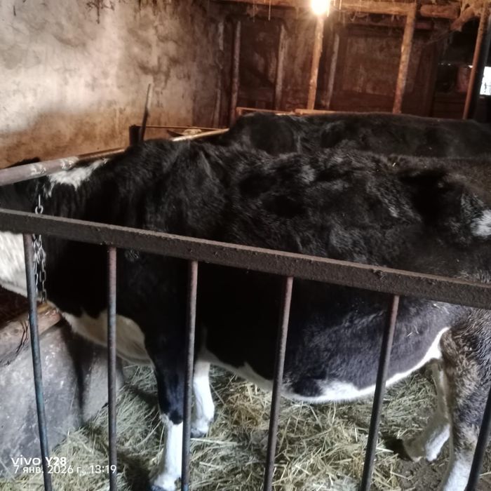 Продается корова