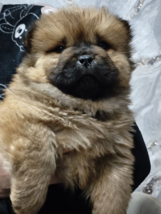 Очаровательные щенки Чау-чау