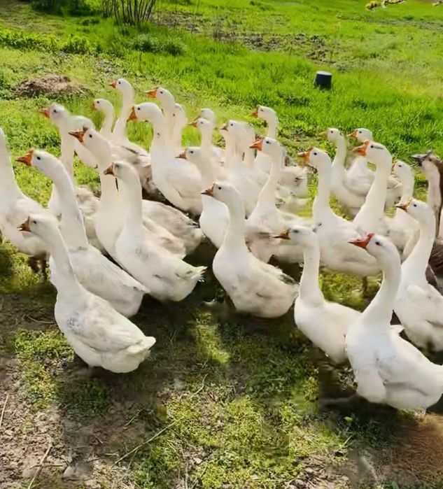 Gaste de 3-4 kg crescute la tara