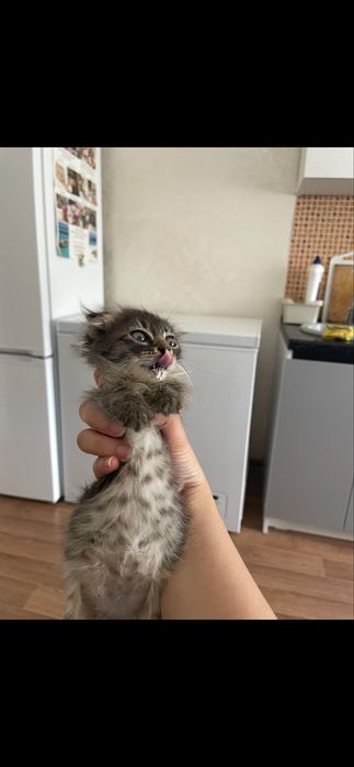 котенок (девочка )