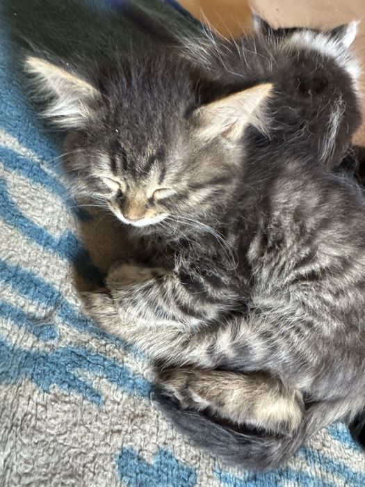 Котята турецкой ангоры, отдадим в хорошие руки