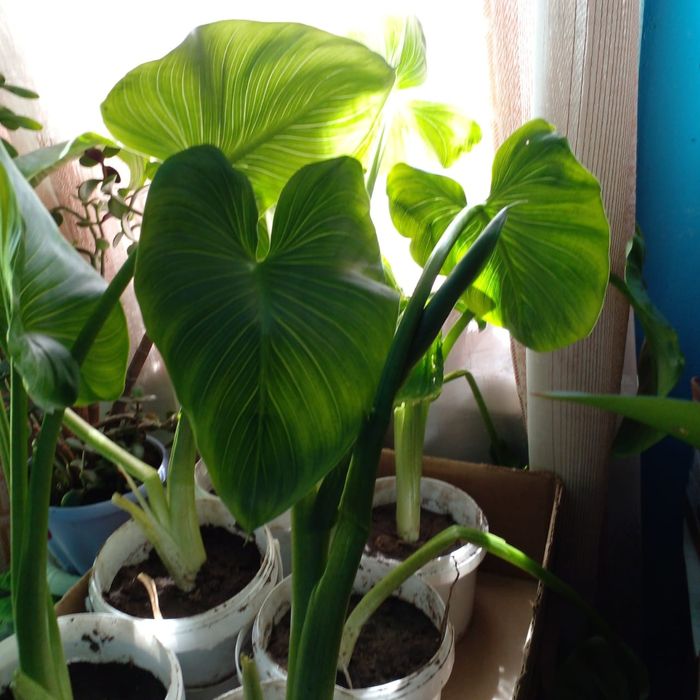 Продам комнатные цветы Калла.