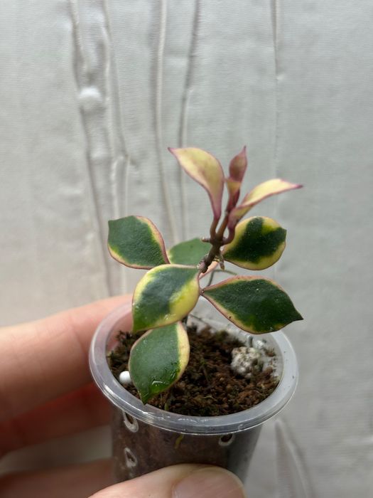 Хойи,  излишки,  разные сорта