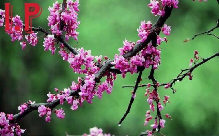 Cercis canadenisis