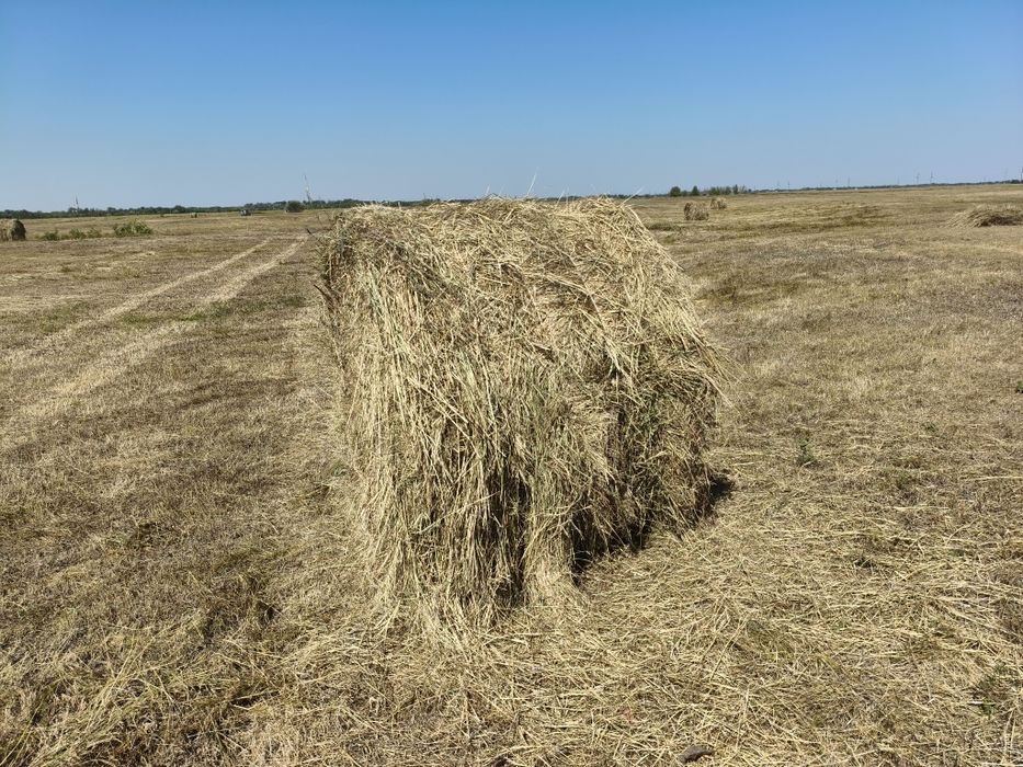 В продаже сено разнотравье