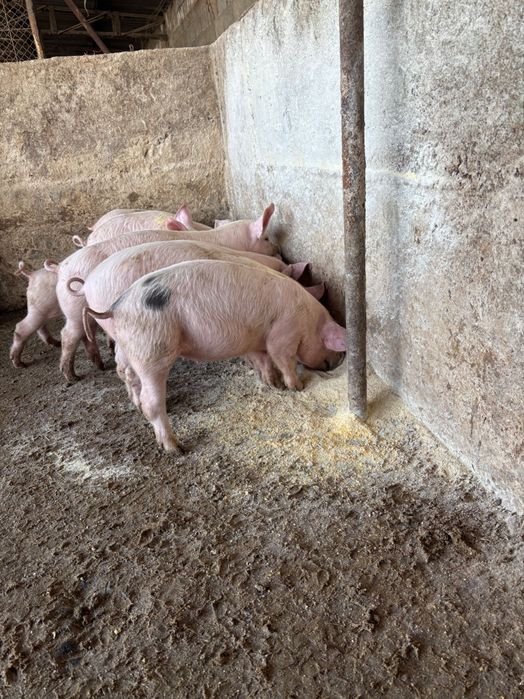 Малки прасенца за продан