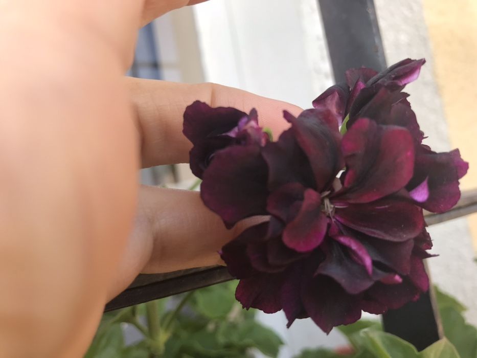 Сакъзчета резник