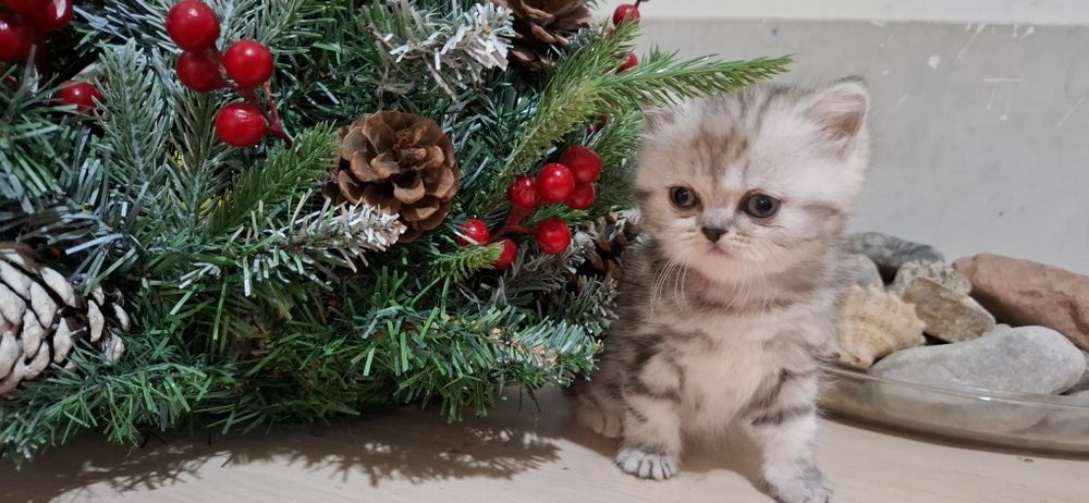 Продается котенок скотиш страйт.