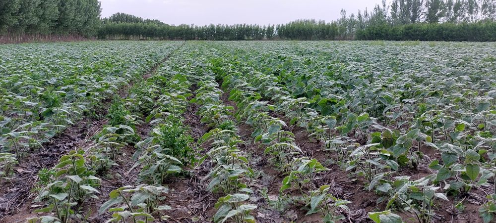 Павлония М1 бор Pavlovniya FTE bor