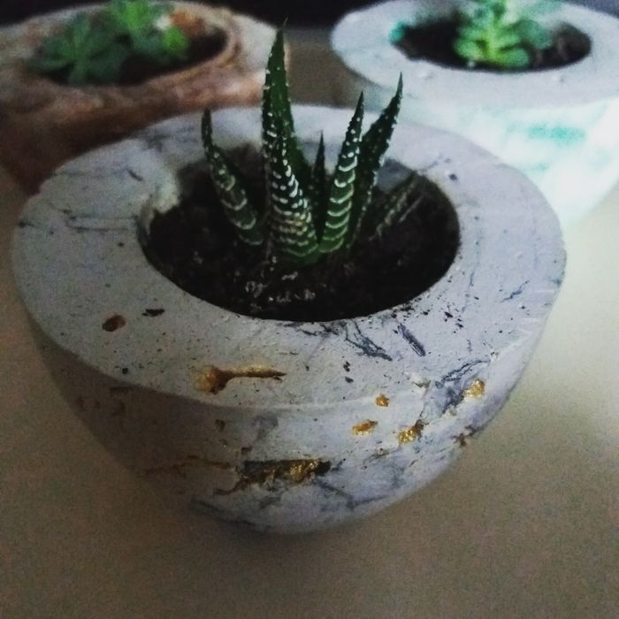 Продам комнатные растения