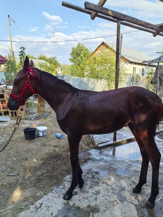 Продаётся кобылка (Жабағы)