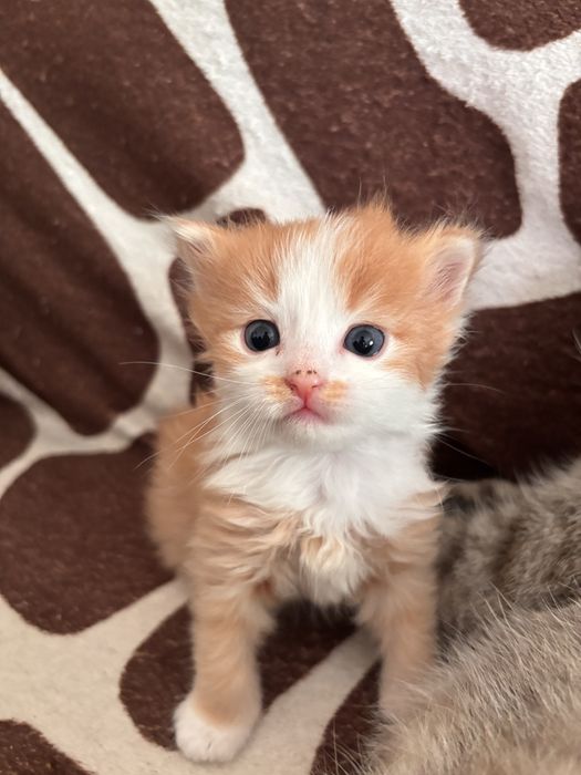 отдам рыжего котенка