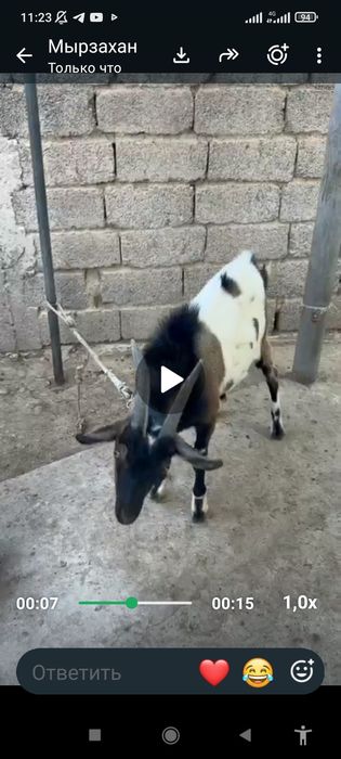 Козел самец алпийскай