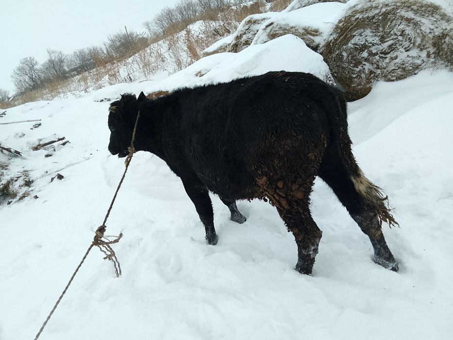 Плдсосного бычка.