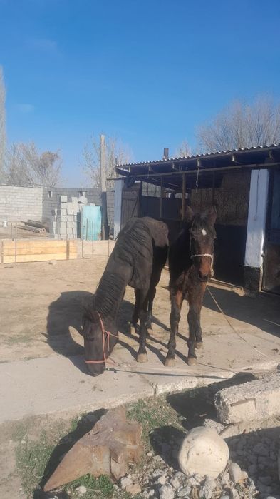 Бие жабағысымен сатылады