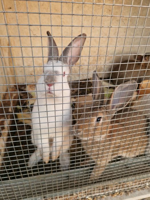 Кролики,фландер,великан