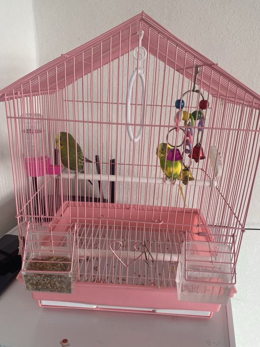 Продам попугаев 20000