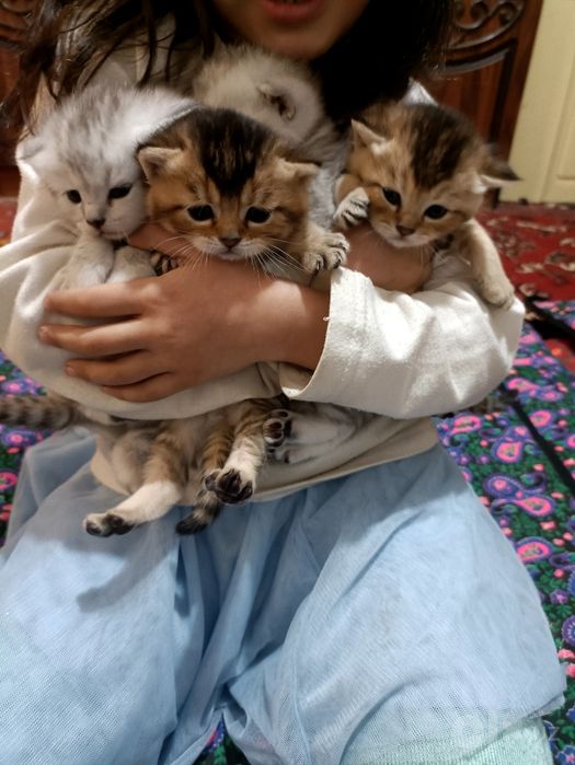Продаются котята