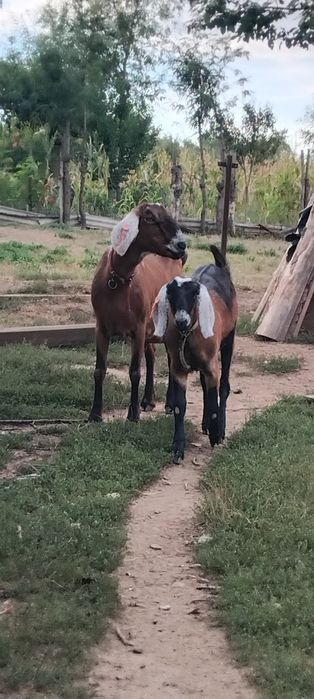 Disponibile mama și fiica!
