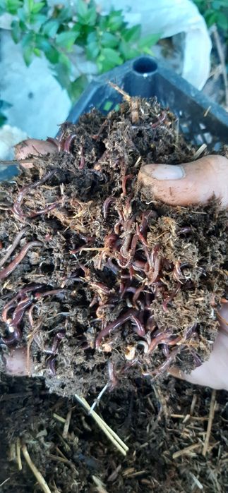 Калифорнийский червь