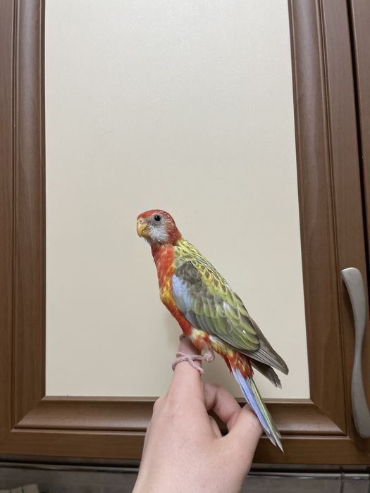 Продается ручной попугай Розелла