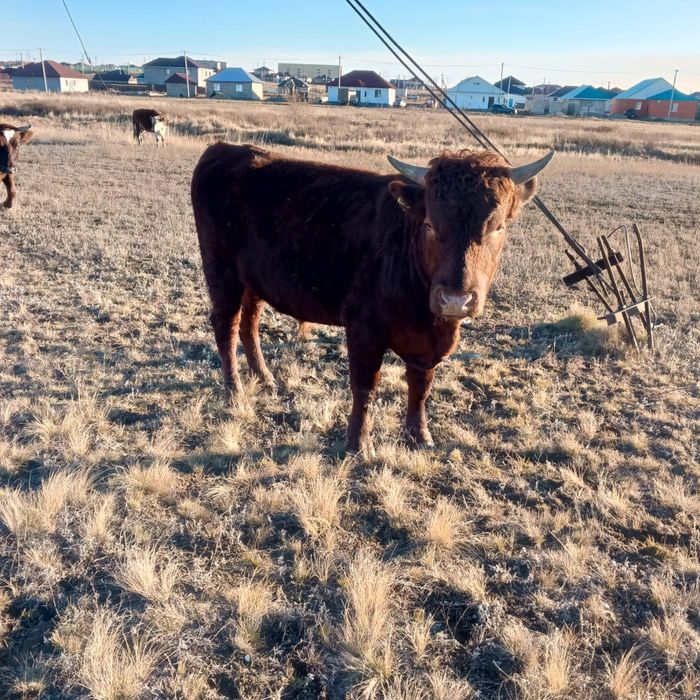 Продам быка цена 500тыс