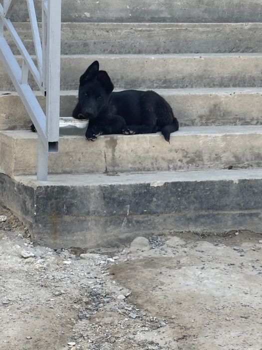Продам щенка немецкой овчарки мальчик