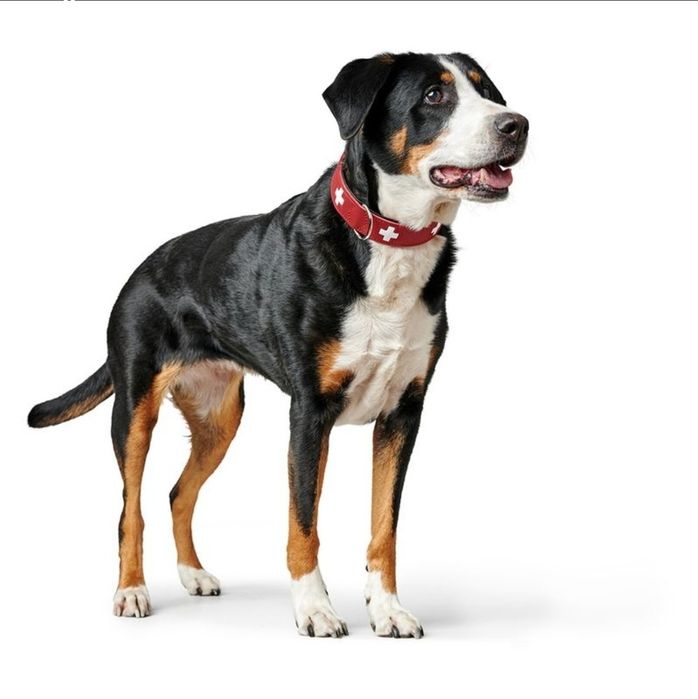 Кучешка каишка - кожена , Hunters